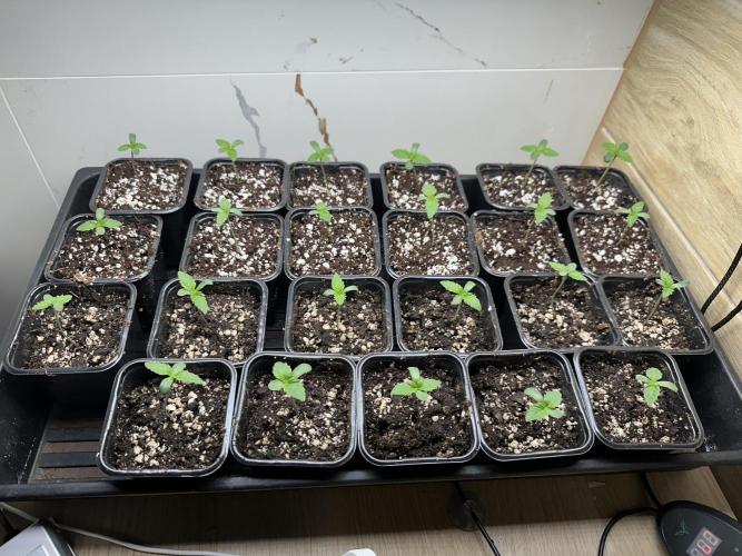 New Barney’s Strains. Week 1 - 28.11