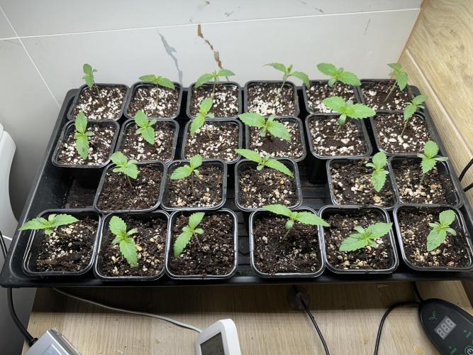 New Barney’s Strains. Week 1 - 30.11