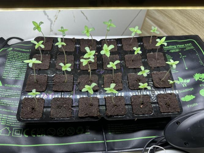 New Barney’s Strains. Week 1 - 27.11