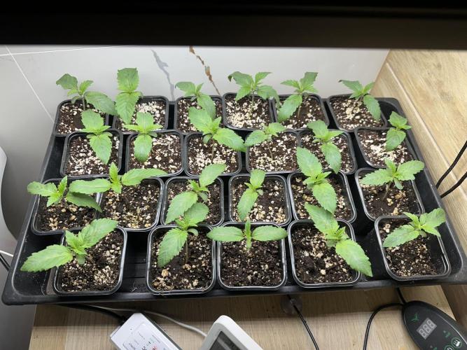 New Barney’s Strains. Week 1 - 2.12