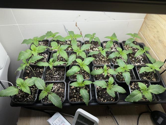 New Barney’s Strains. Week 1 - 3.12