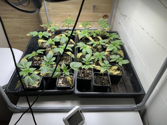 New Barney’s Strains. Week 2 - 7.12