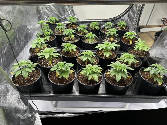 New Barney’s Strains. Week 2 - 14.12