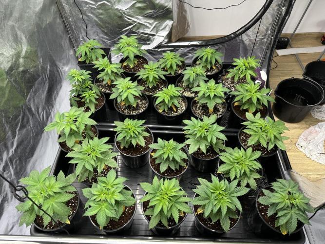 New Barney’s Strains. Week 3