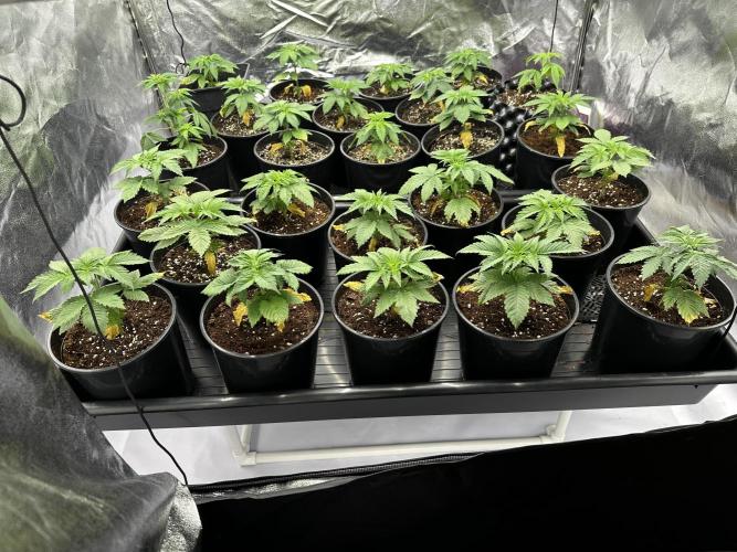 New Barney’s Strains. Week 3 - 14.12