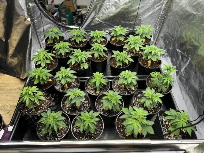 New Barney’s Strains. Week 3