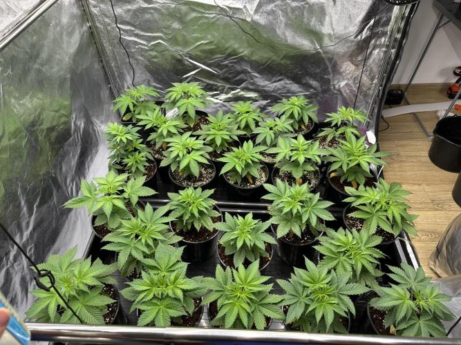 New Barney’s Strains. Week 3