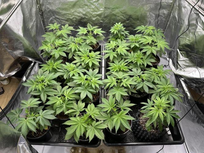 New Barney’s Strains. Week 3 - 20.12