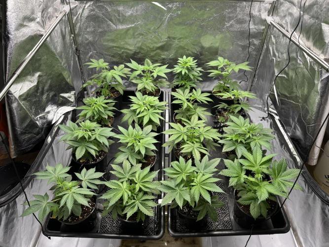 New Barney’s Strains. Week 4 - 21.12
Coco/chips/perlite
