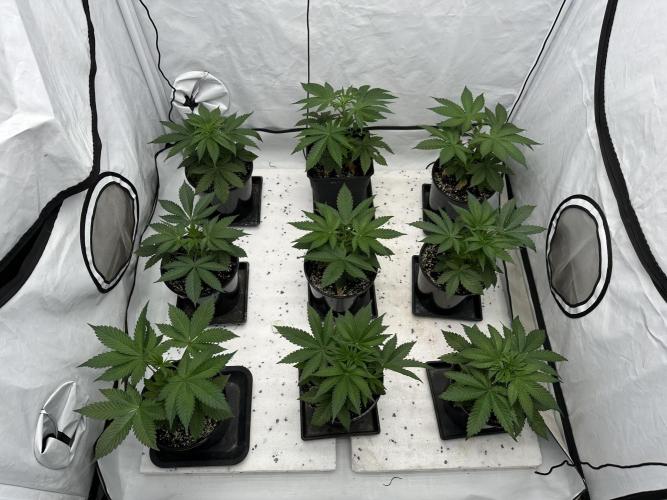 New Barney’s Strains. Week 4 - 21.12
Peat/perlite