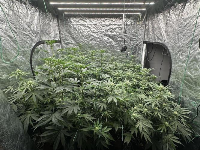 B-45 and biscotti mintz. Week 3 - 21.12