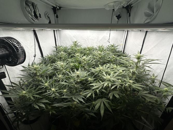 Wulff Pack s1. Week 4 - 23.12