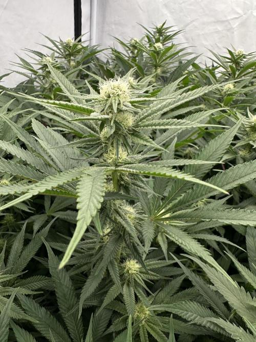 Wulff Pack s1. Week 4