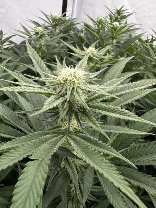 Wulff Pack s1. Week 4