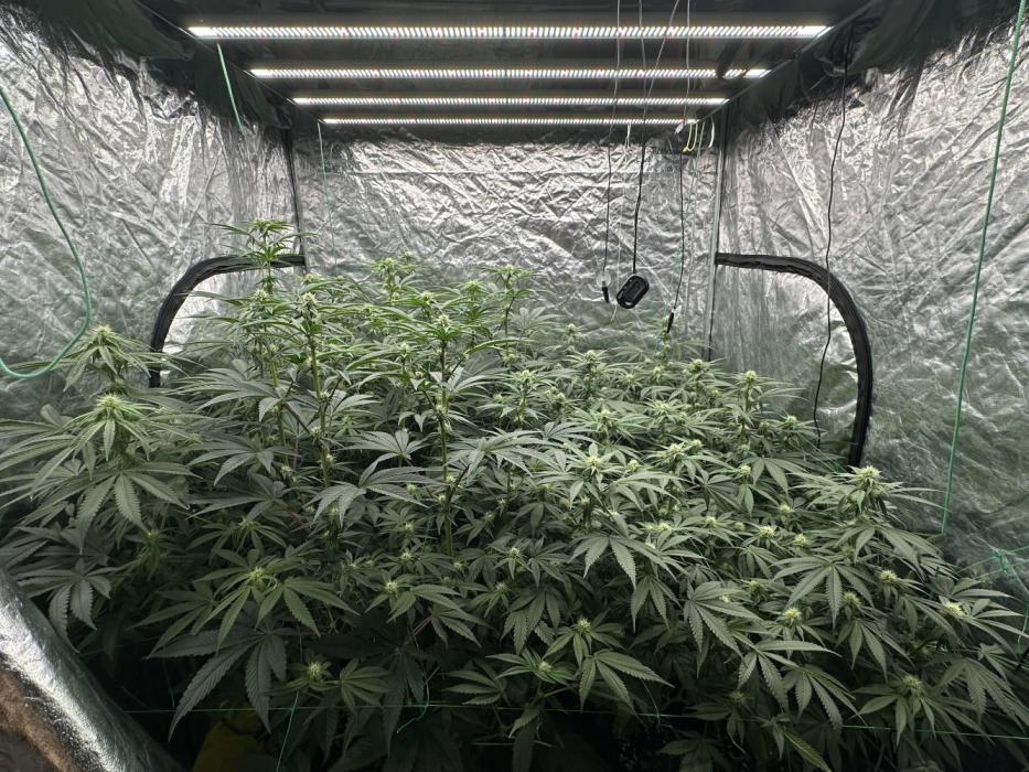 B-45 and biscotti mintz. Week 4 - 24.12