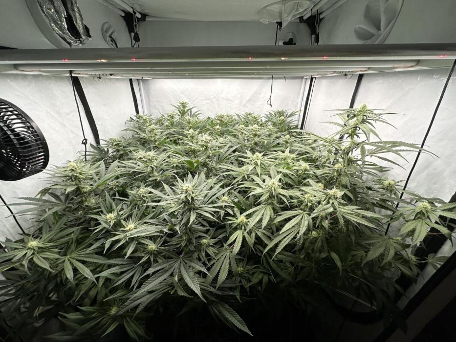 Wulff Pack s1. Week 5 - 28.12