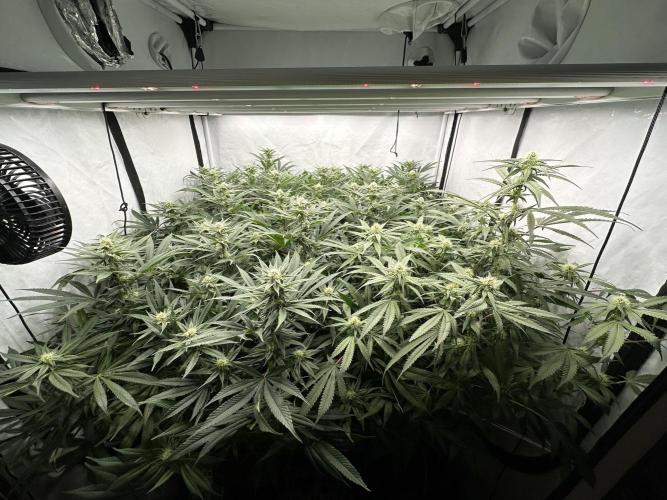 Wulff Pack s1. Week 5 - 28.12