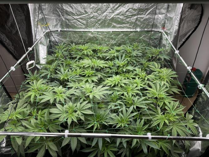 Some clones. Week 1 - 28.12