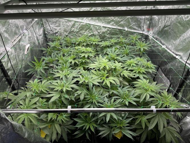 Some clones. Week 1 - 25.12