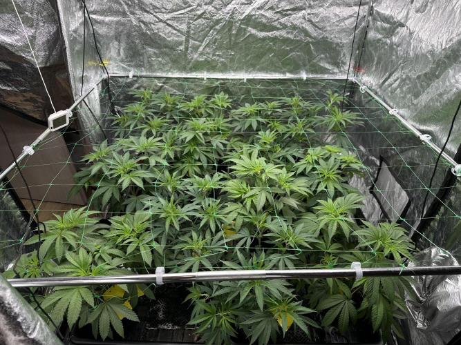 Some clones. Week 1 - 23.12