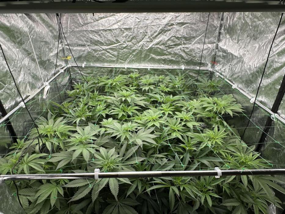 Some clones. Week 2 - 31.12