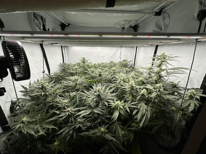 Wulff Pack s1. Week 5 - 1.01