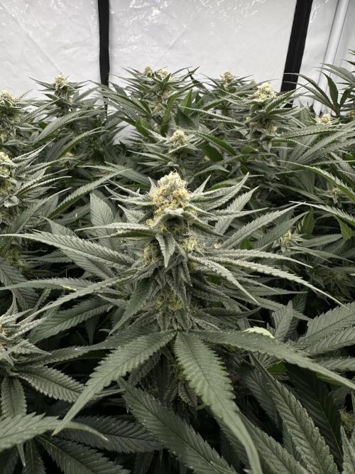 Wulff Pack s1. Week 5 - 1.01