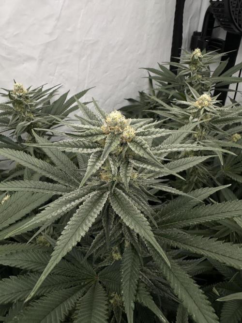 Wulff Pack s1. Week 5