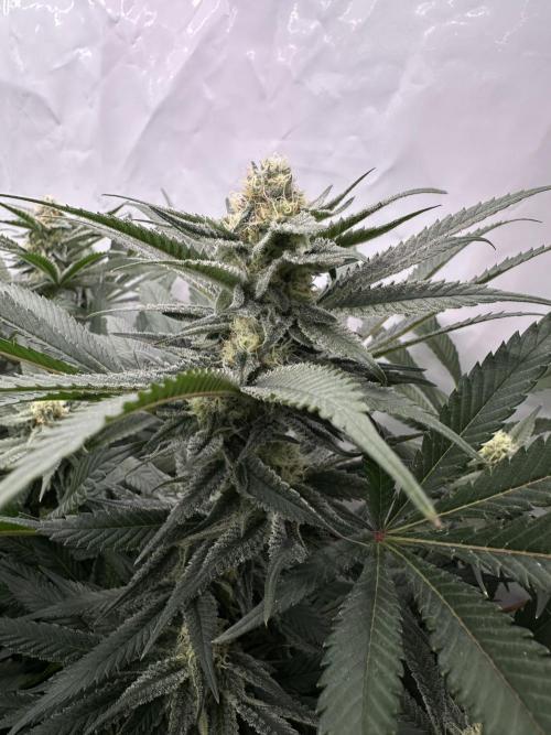 Wulff Pack s1. Week 5 - 1.01