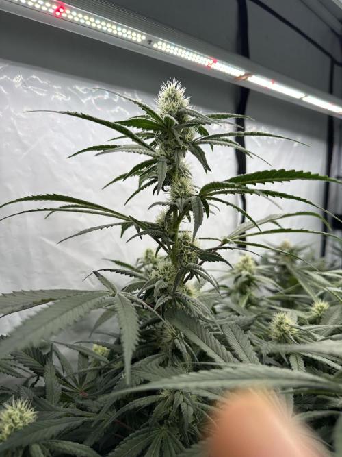 Wulff Pack s1. Week 5 - 1.01 biscotti mintz