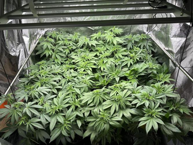 New Barney’s Strains. Week 6 - 7.01