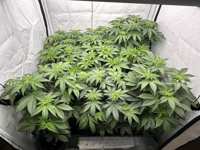 New Barney’s Strains. Week 6 - 7.01