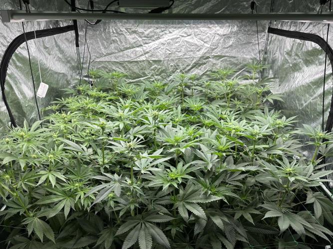 Some clones. Week 3 - 9.01