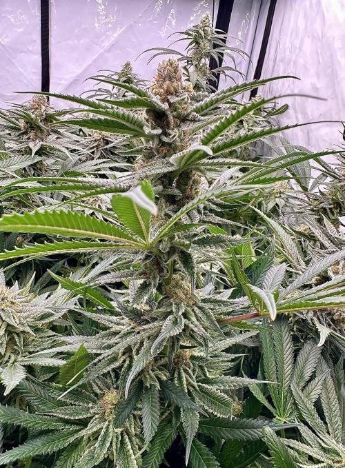 Wulff Pack s1. Week 6 - 9.01 40 days of flower