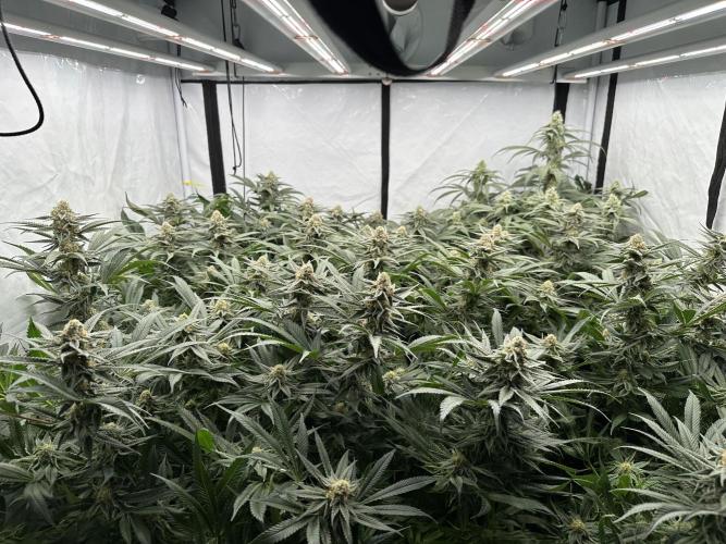 Wulff Pack s1. Week 6 - 9.01 40 days of flower