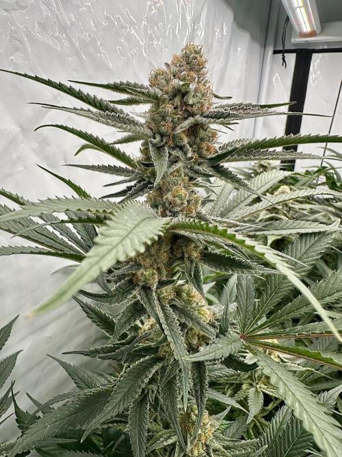 Wulff Pack s1. Week 6 - 9.01 40 days of flower