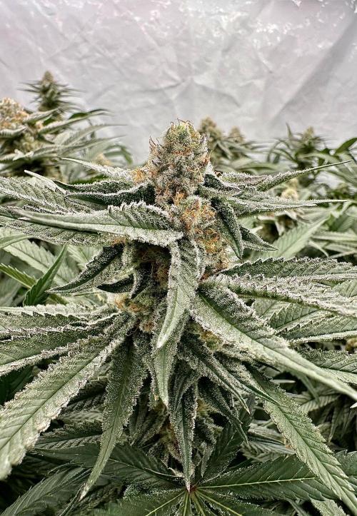 Wulff Pack s1. Week 6 - 9.01 40 days of flower