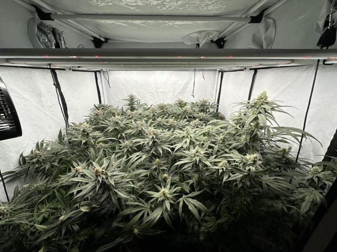 Wulff Pack s1. Week 6 - 9.01 40 days of flower