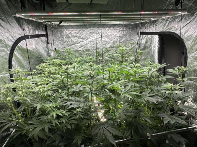 Some clones. Week 3 - 12.01