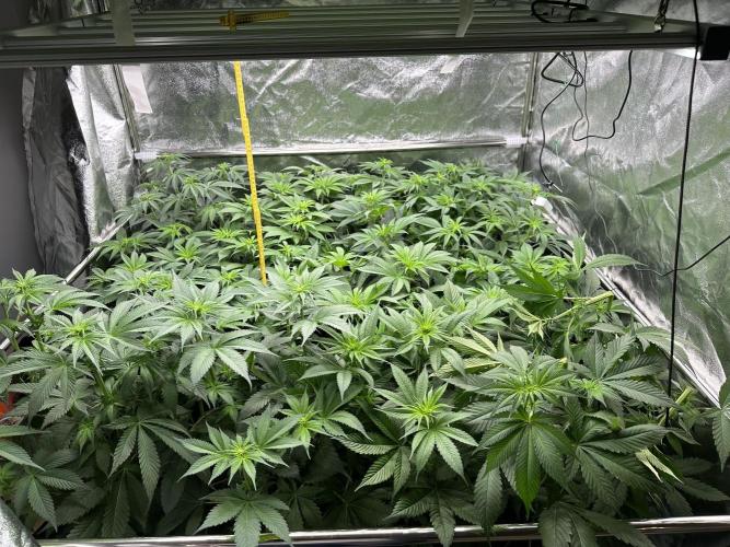 New Barney’s Strains. Week 6 - 12.01