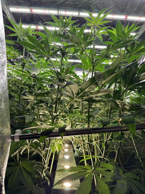 Some clones. Week 4 - 14.01