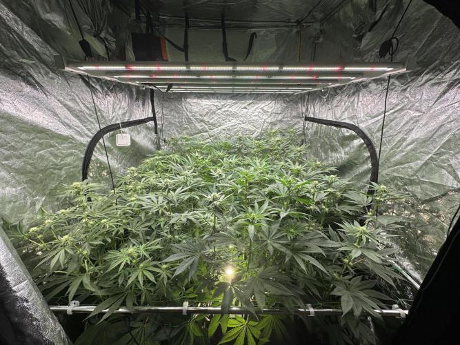 Some clones. Week 4 - 14.01 22 days of flower