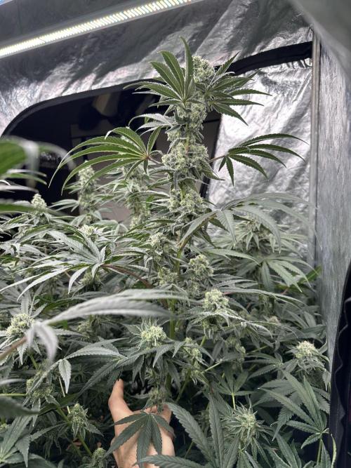 B-45 and biscotti mintz. Week 7 - 14.01 day 43