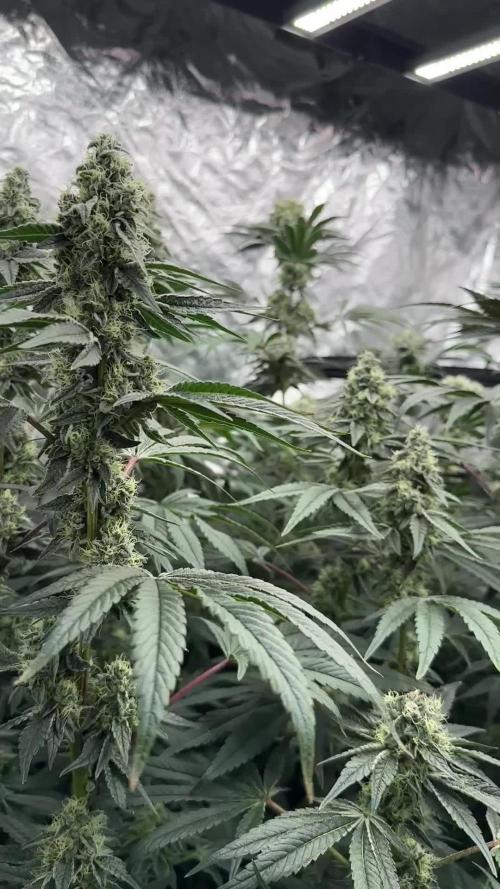 B-45 and biscotti mintz