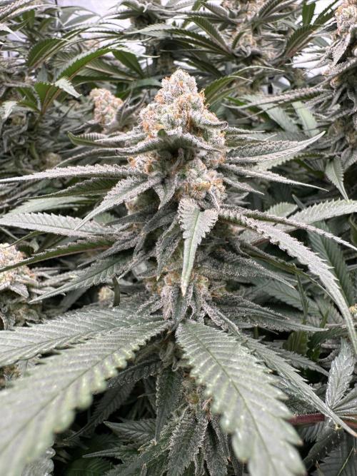 Wulff Pack s1. Week 7 - 15.01 45 days