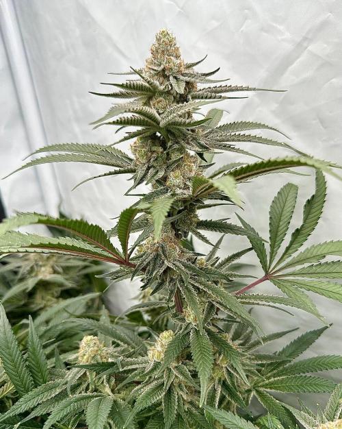 Wulff Pack s1. Week 7