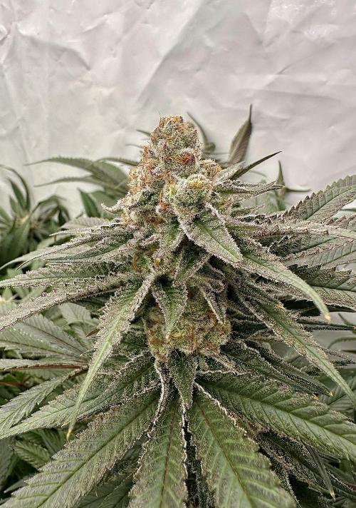 Wulff Pack s1. Week 7