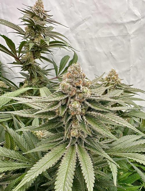 Wulff Pack s1. Week 7