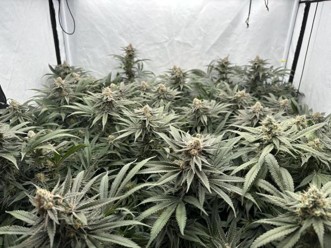 Wulff Pack s1. Week 7