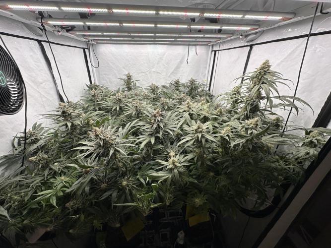 Wulff Pack s1. Week 7